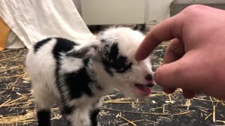 How does a baby goat sound? Cute litle baby goat!