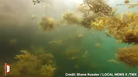 Breitbart News - CREEPY! Massive Seaweed Blob Floats over Divers Off Coast of Louisiana