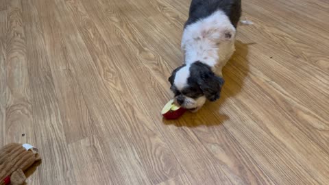 My Dog Loves To Eat An Apple.