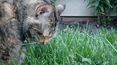 A Cat's Guide to Grass Munching