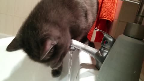 Unique cat drinks water in the most funny way possible