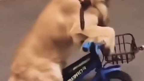 Dog riding bicycle