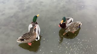 Those Crazy Ducks