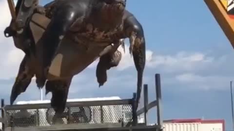 BIGGEST TURTLE IN THE WORLD RESCUED