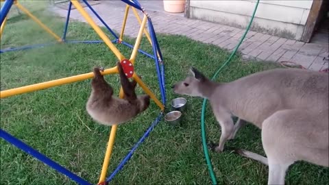 Baby Sloths Being Sloths - FUNNIEST