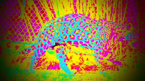 Psychedelic Leopard