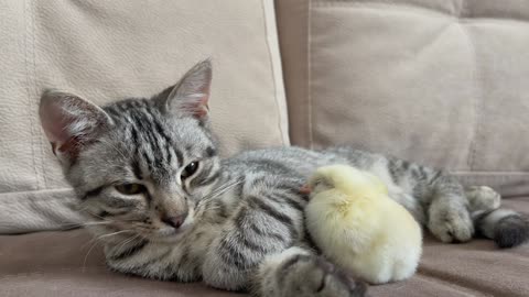 Kitten sleeps sweetly with the Chickens