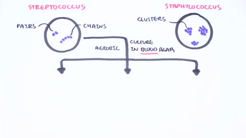 microbiology streptococcus