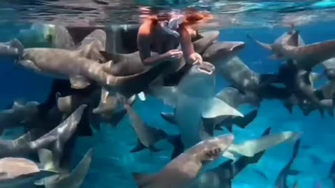 Shark Life Ocian || #shark #Ocian #rumble