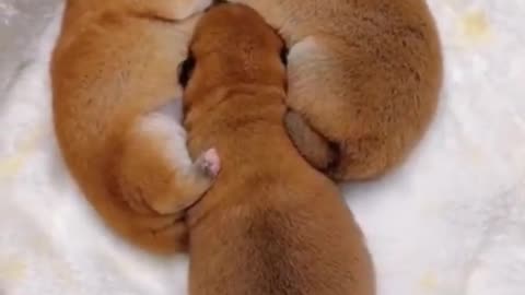 "Adorable Puppy Reactions: Sleeping Sweethearts & Injection Surprises - Funniest Video Compilation"