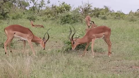 Watch impalas fighting for their pride, animal world.
