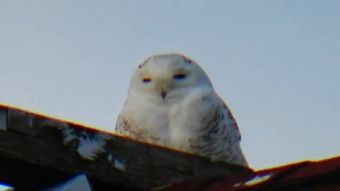 Snowy Owl