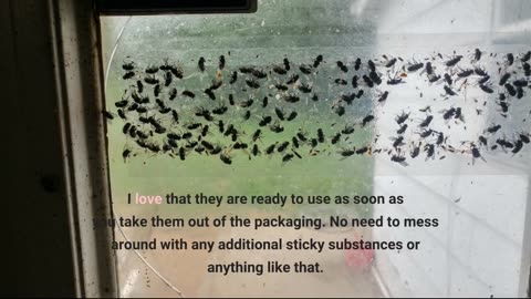 Window Fly Traps by Catchmaster - 12 Count, Ready to Use Indoors. Insect, Bugs, Fly