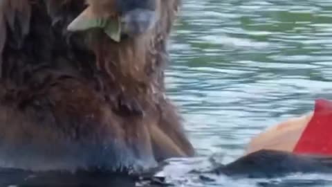 Bear Skinning A Salmon #shorts #shortvideo #video #virals