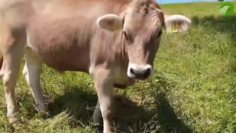 COW VIDEOS -- COWS GRAZING IN A FIELD -- COWS MOOING