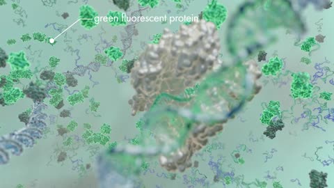 Biosensors detect CRISPR activity: Oakridge National Laboratory
