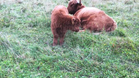 Scottish Highland Cattle In Finland Milk from cow