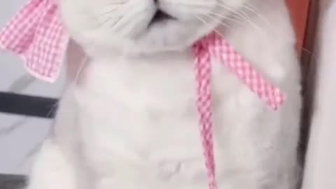 Funny Chubby Cat waving all his body with music