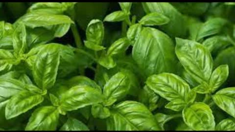 Basil, Healing Attributes