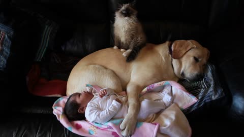 Puppy, kitten and baby aby preciously cuddling together 😊🥰
