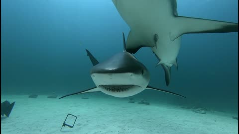 Scuba Divers Swim With Sharks in the Bahamas