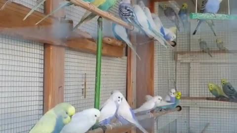 A group of Budgie brids