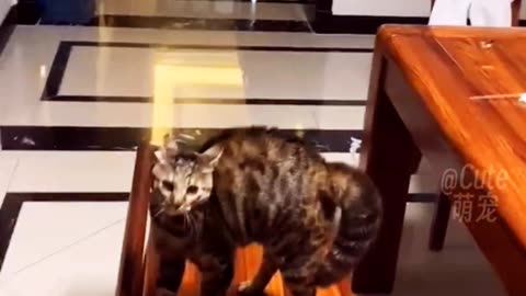 Cat funny moments / dog and cat funny moments/cat funny videos/dog funny videos