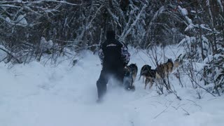 Amazing Husky Dog Sledding in Fairbanks, Alaska in January