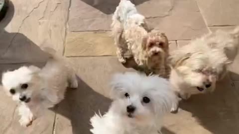Cute dogies dance