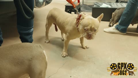 French Bulldog That Looks Like A Pitbull
