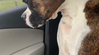 Tired Boxer