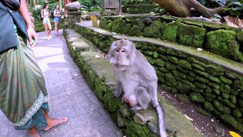 Monkey politely asks guide for food in Bali, Indonesia