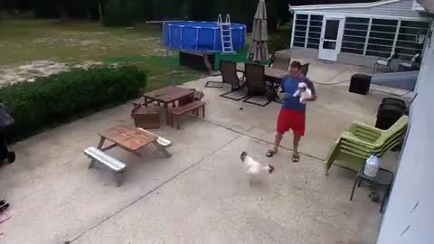 Rooster Attacks Man Carrying Dog