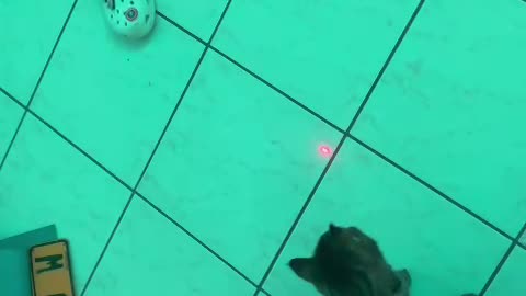 Cat falls over after turning in circles