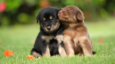 two puppies running in the park