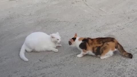 Two cat quarrel in the road😂😂