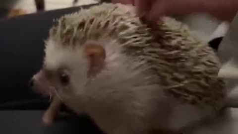 Hedgehog Enjoys Back Scratch