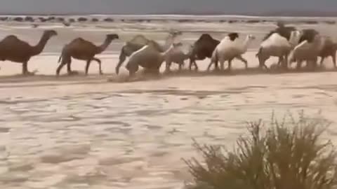 Camels are walking along the hail river in the Ar-Riyadh district.
