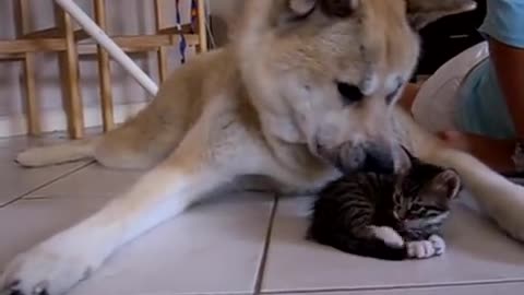 Akita and kitten meet for the first time...friends forever