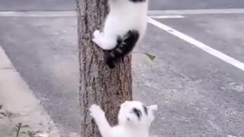 Funniest cats🐱In The World😂 Funny and Fails Pets Video #shorts #cats #funny #animals