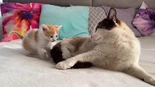 Dad Cat Ignores Tiny Kitten [Try not to Laugh] viral video