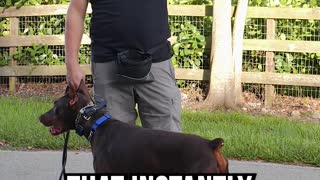 Doberman with HORRIBLE Leash Reactivity