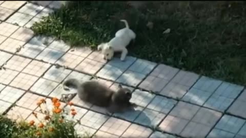 💫👻Funny cat play