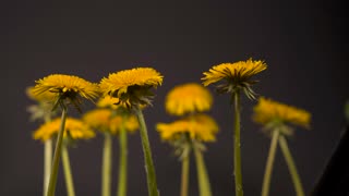 The beauty of dandelions