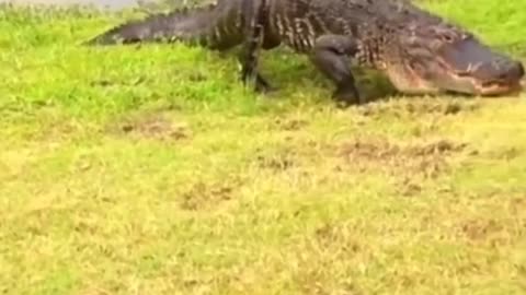 Video shows intense and brutal fight between two crocodiles; 'Brawl of Giants'