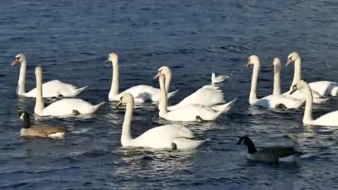 swans ducks in water