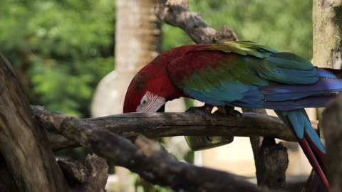 Macaw parrot feeding on a branch