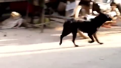 fake Lion and Fake Tiger Prank To dog - Huge Box Prank to dog So Funny