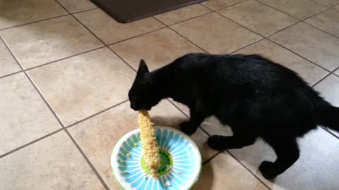 My Boy Rocky Loves Corn On The Cob