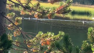 Central Oregon - Little Three Creek Lake - Peaceful Ducks - 4K